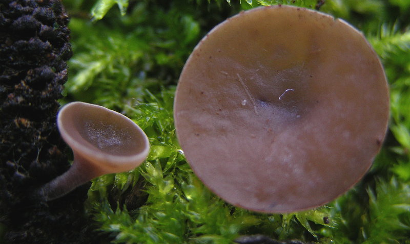 Rutstroemia sp.